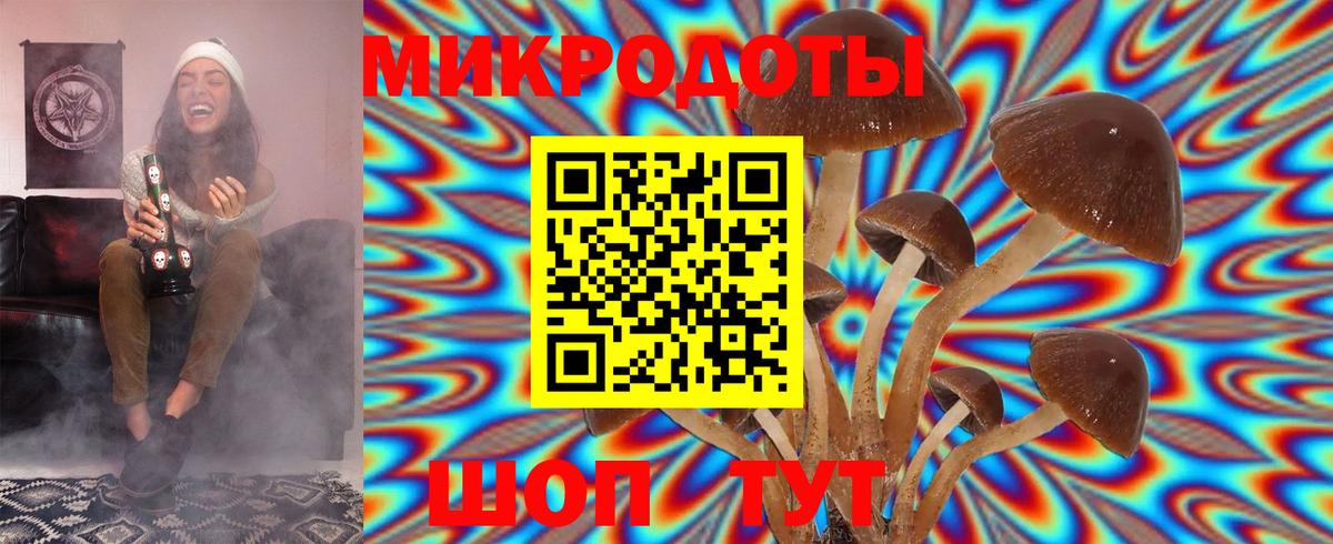 Псилоцибиновые грибы Psilocybe Дмитров